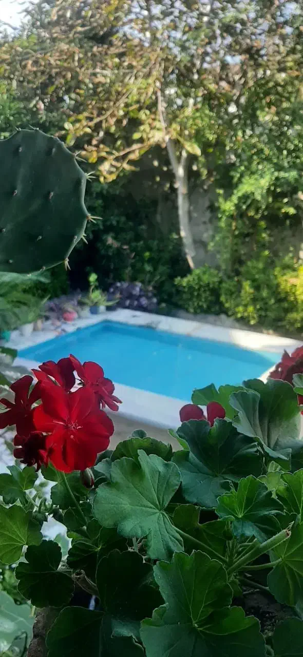 ویلایی دربست تک خواب حیاط دار با فضایی سرسبز آرام|اجارهٔ کوتاهمدت ویلا و باغ|بندر انزلی, ساحل قو|دیوار