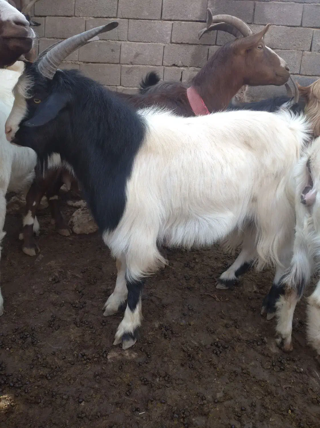 نر چبش چاق شیر مست سه عدد|حیوانات مزرعه|فاضل آباد, |دیوار