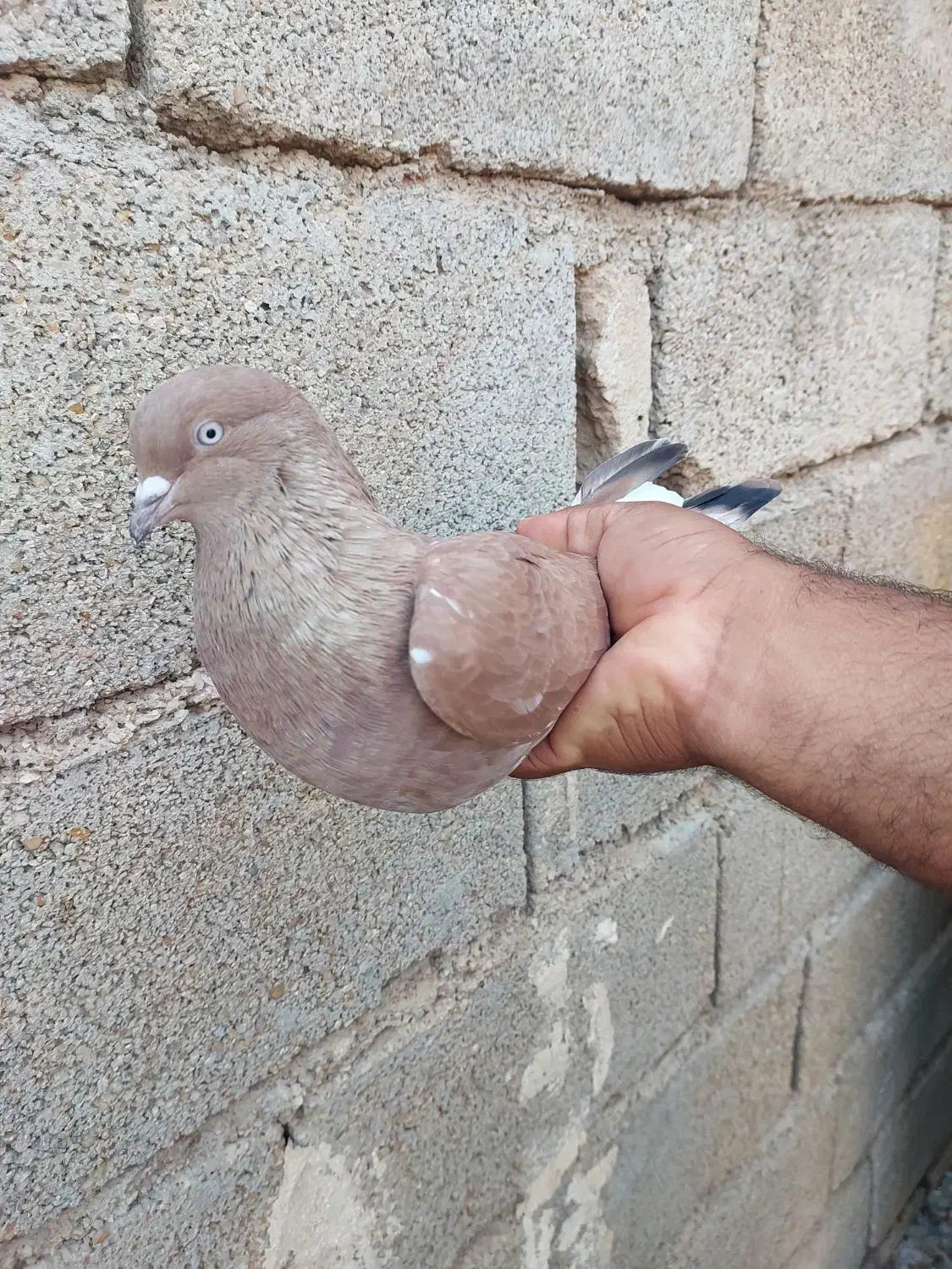 کله ای تاپ|پرنده|امیدیه, |دیوار