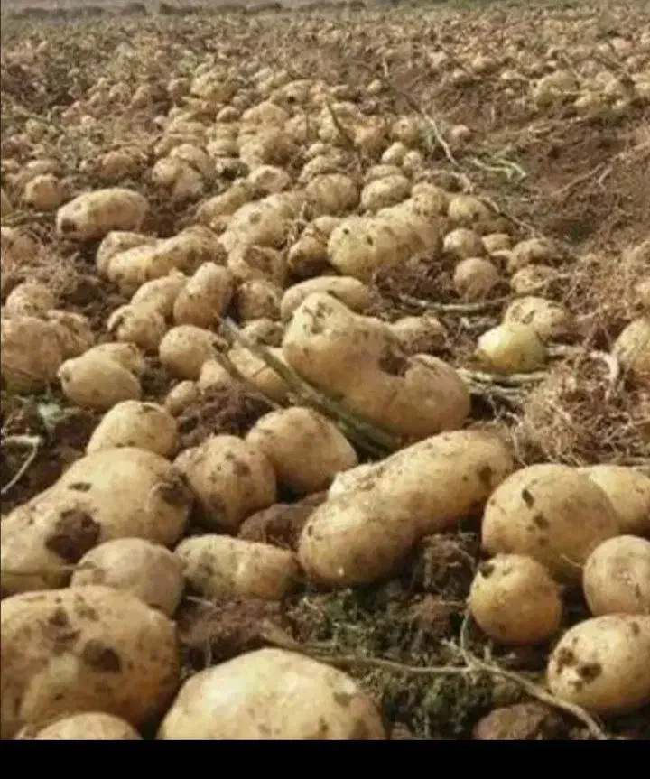 سیب زمینی|خوردنی و آشامیدنی|نورآباد, |دیوار