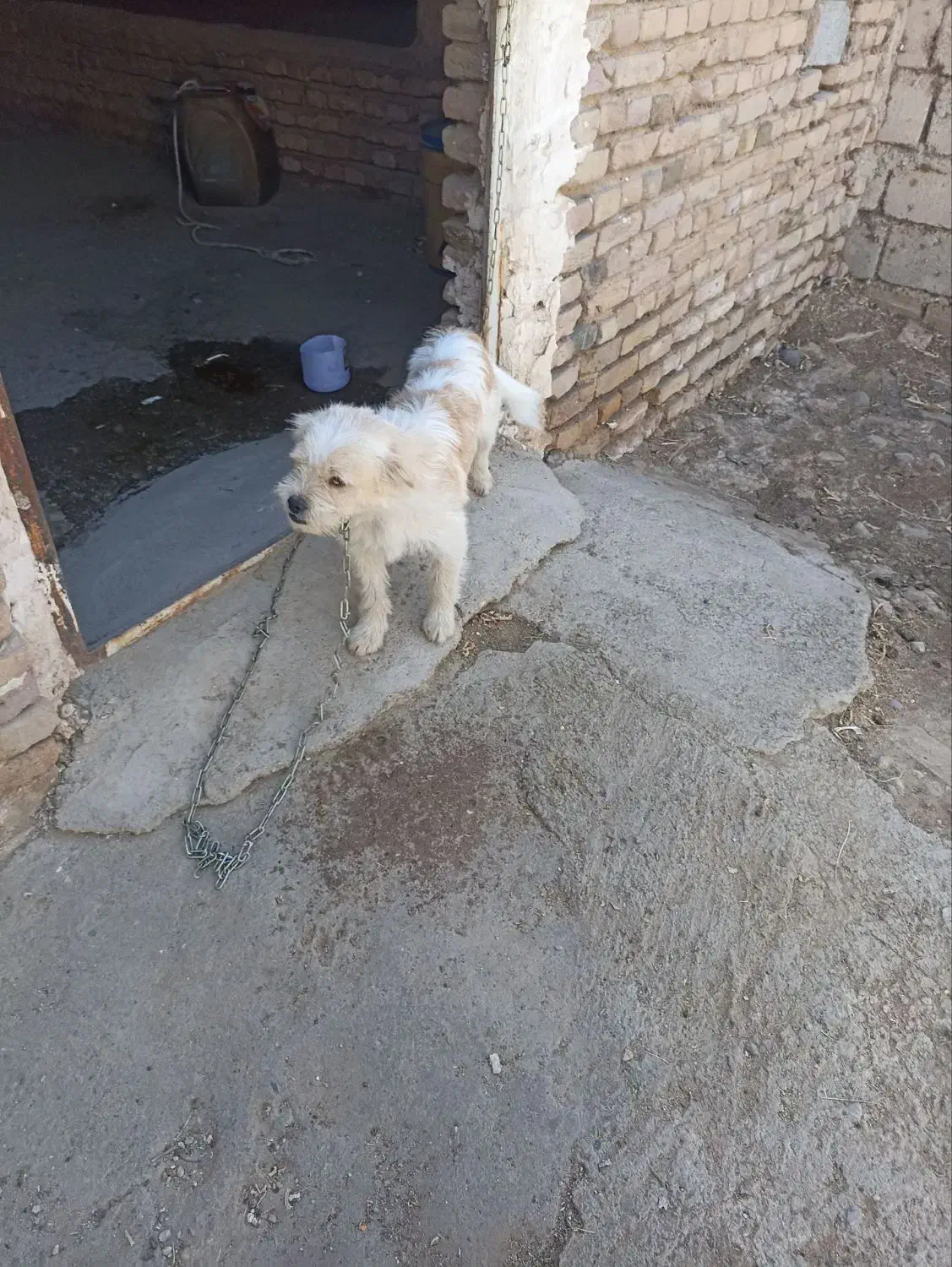 پاکوتا خانگی|سگ|کشاورز, |دیوار