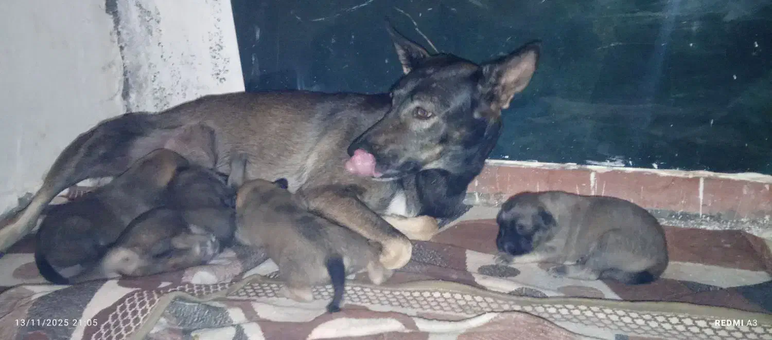 توله سگ مالینویز،|سگ|بندرعباس, |دیوار