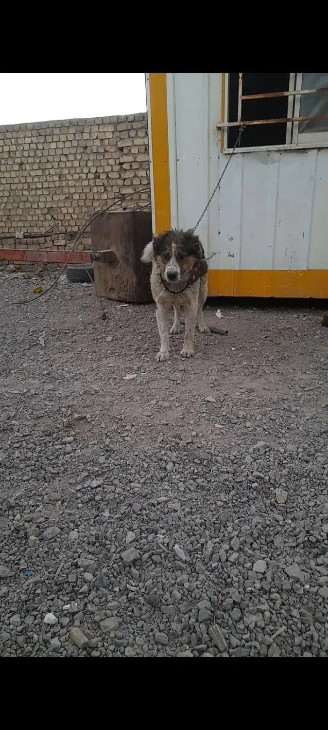 واگزاری|سگ|مبارکه, |دیوار