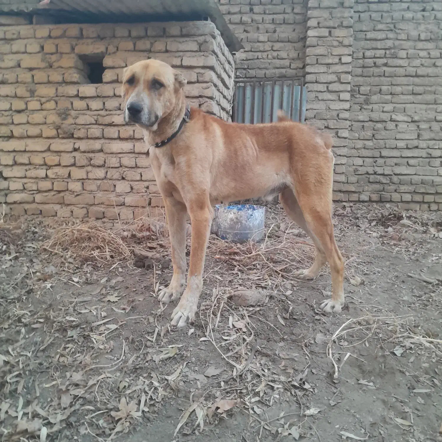 سگ گمشده|حیوانات|پاکدشت, پاکدشت (مامازند)|دیوار