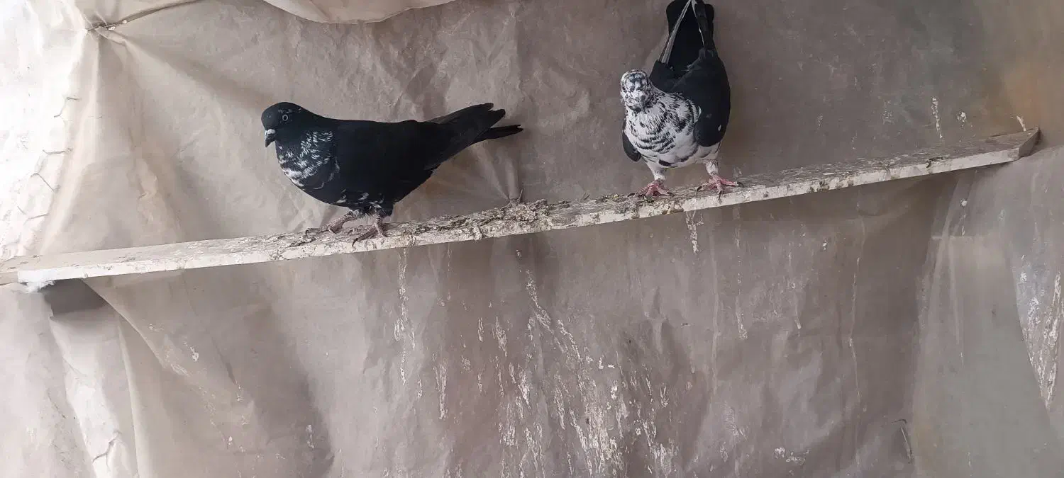 پرشی|پرنده|بم, |دیوار