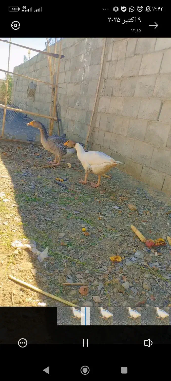 غاز  محلی تخمی|حیوانات مزرعه|سراوان, |دیوار