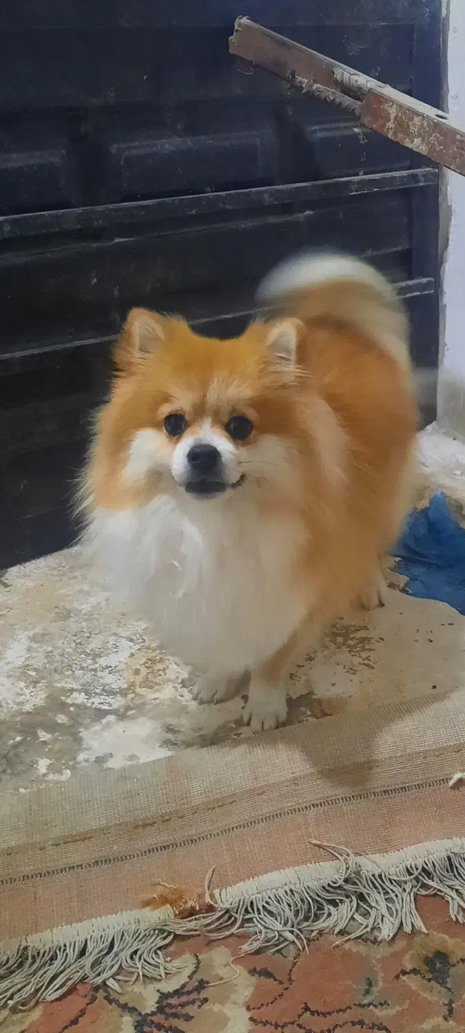 سک پامر|سگ|گرگان, |دیوار