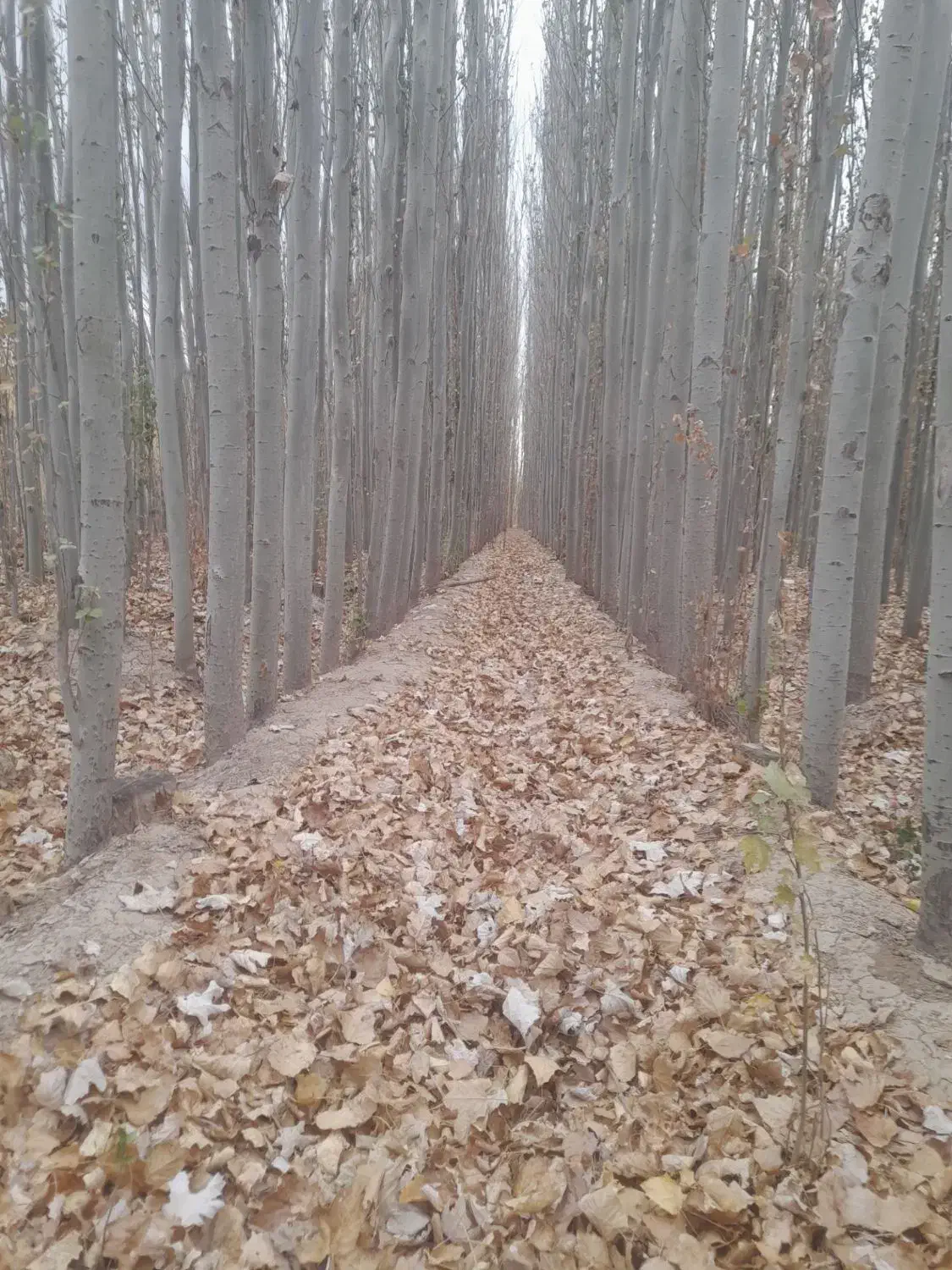 جشنواره خرید نهال کبوده نهالی کم آب ،(صنوبر )|خدمات باغبانی و درختکاری|اسدآباد, |دیوار
