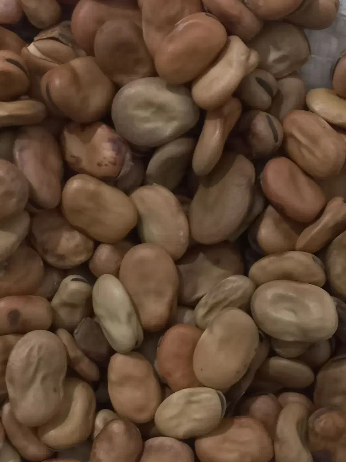 بذرباقلا زودرس هیستال|عمده‌فروشی|خان ببین, |دیوار