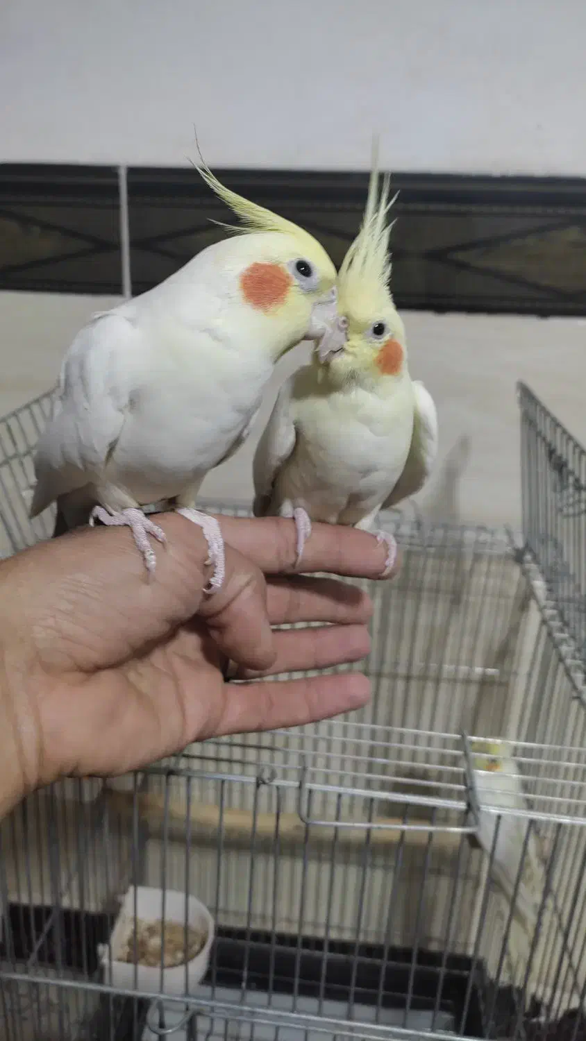 عروس هلندی|پرنده|مهاجران, |دیوار