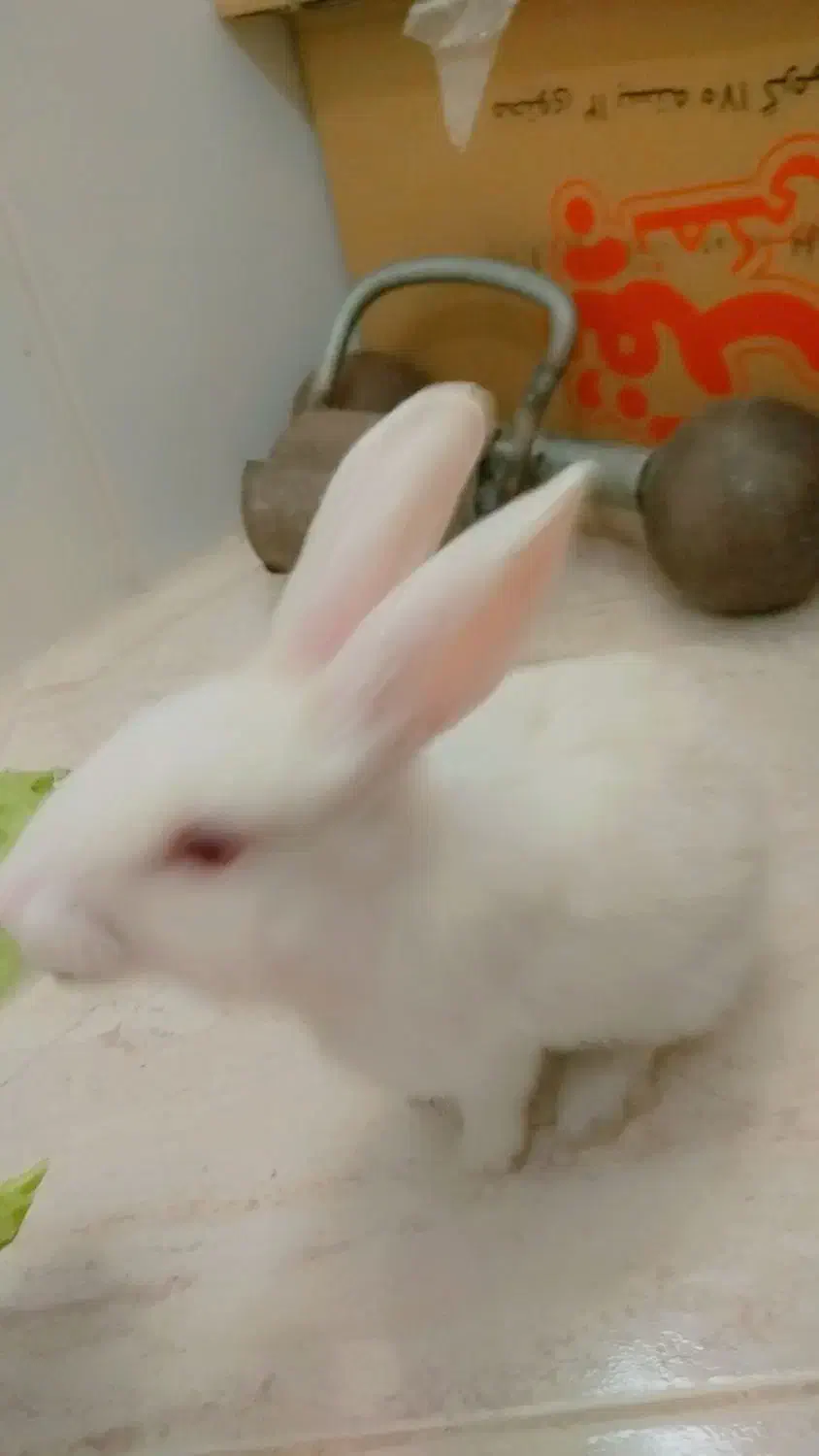 خرگوش سفید|موش و خرگوش|یزد, |دیوار