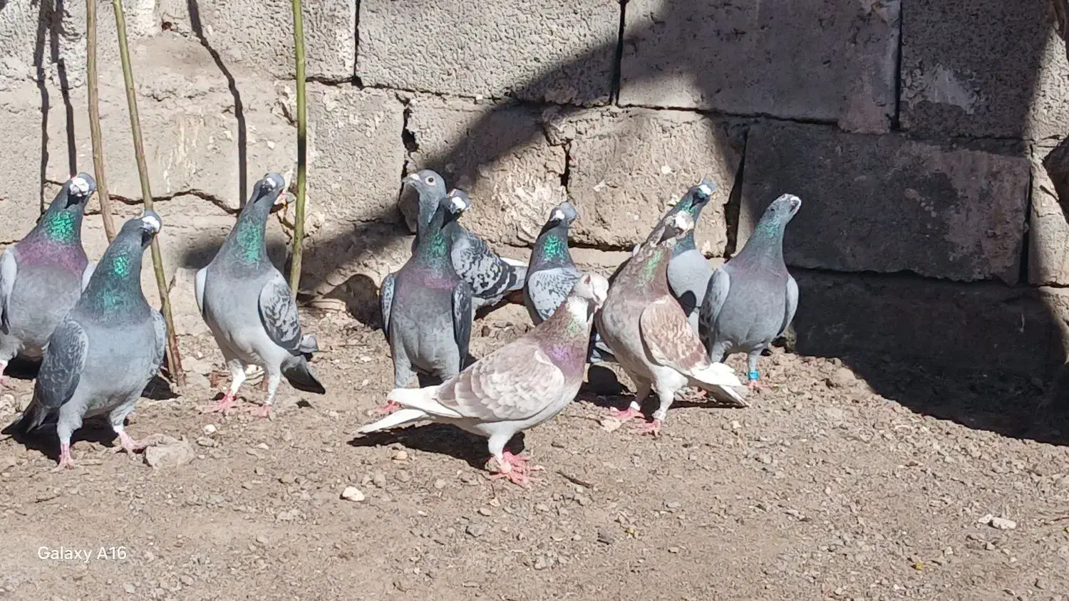 مسافتی|پرنده|اردبیل, |دیوار