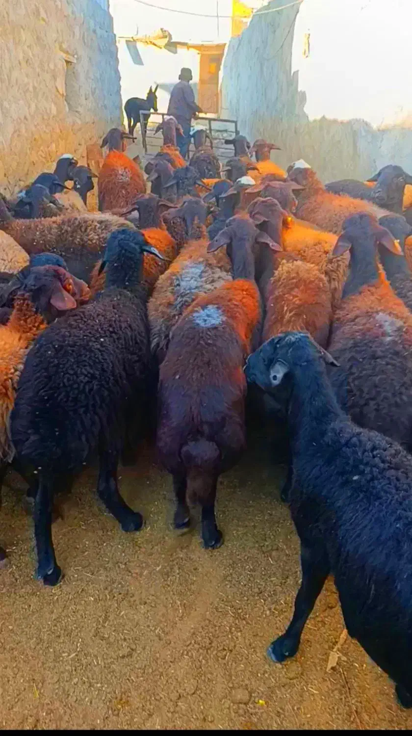 گوسفند ابستن|حیوانات مزرعه|تیکمه داش, |دیوار