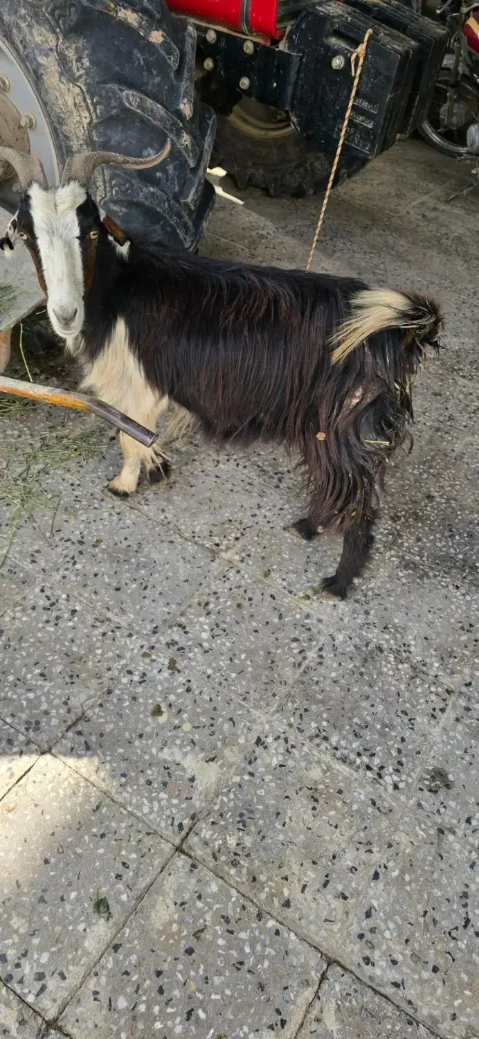 بزوبزغاله|حیوانات مزرعه|شوشتر, |دیوار