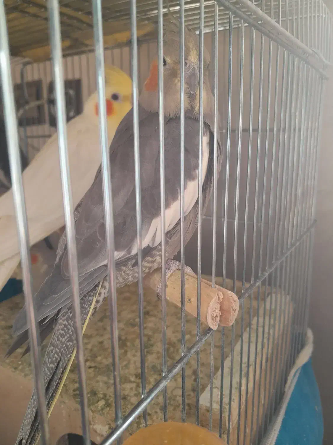 عروس هلندی با یک جوجه|پرنده|ابریشم, |دیوار