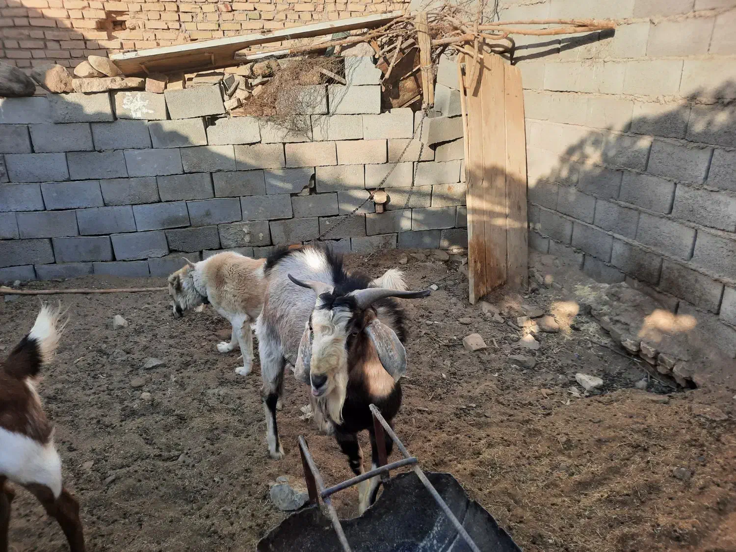 یک راس کره نر یک ساله از نژاد الپاین اصلی|حیوانات مزرعه|دهج, |دیوار