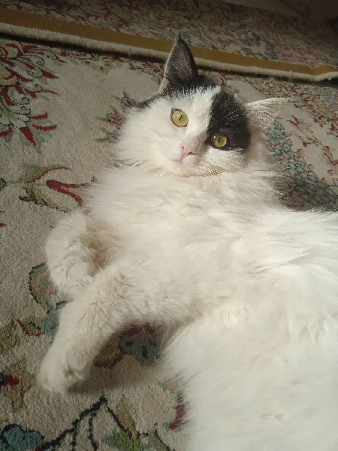 حیوان خانگی|گربه|بافق, |دیوار