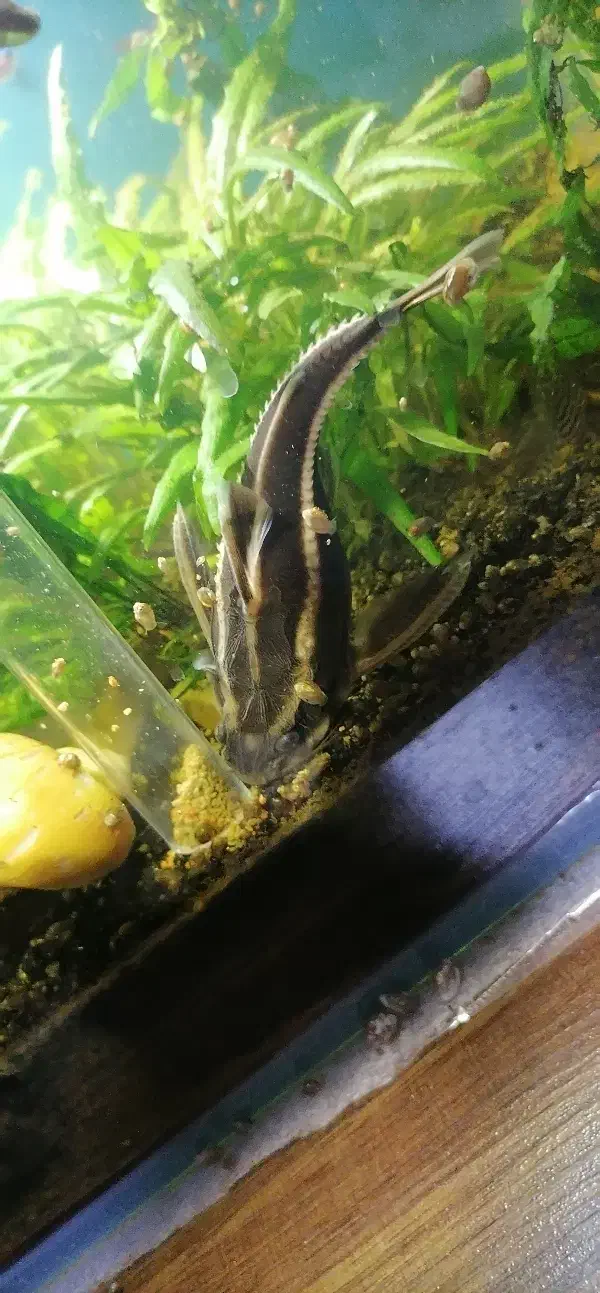 کت فیش گربه ماهی|ماهی|قم, پردیسان|دیوار