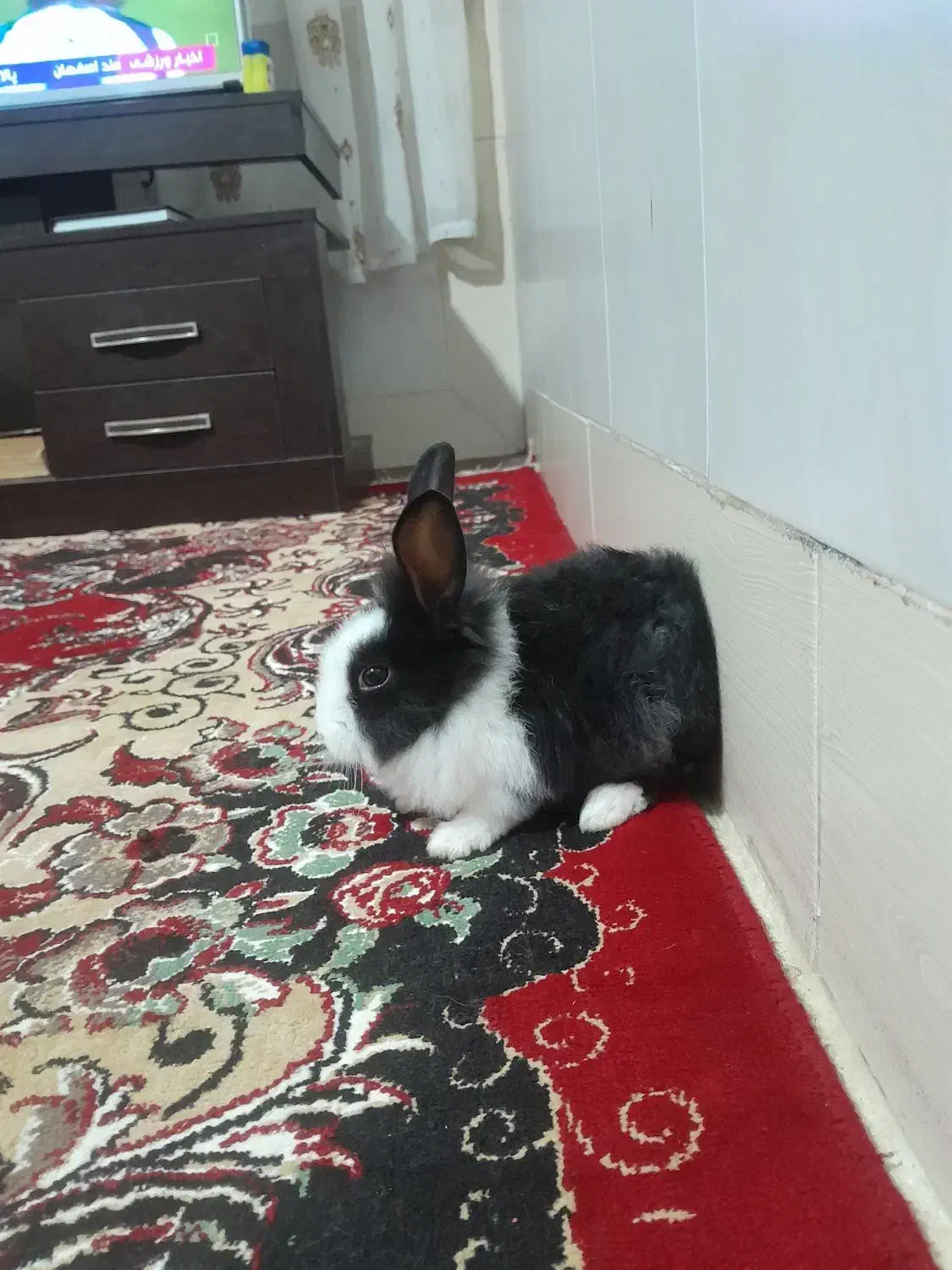 خرگوش لوپ هلندی|موش و خرگوش|گنبد کاووس, |دیوار