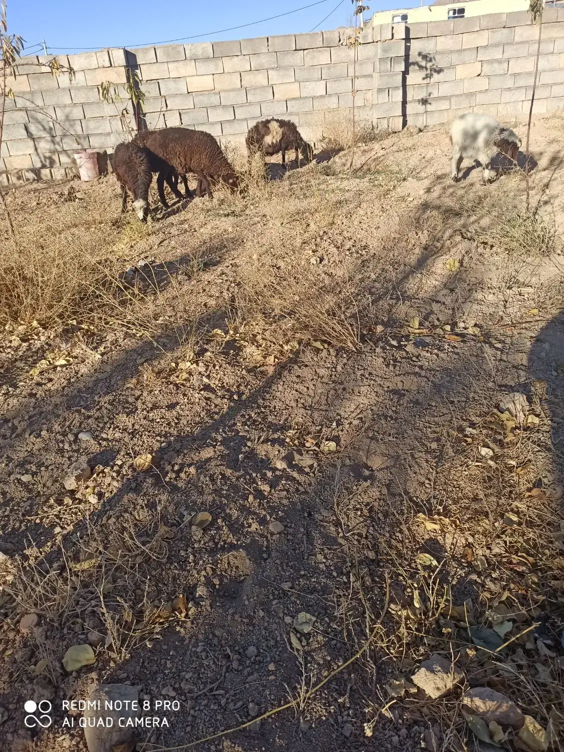بره|حیوانات مزرعه|داران, |دیوار