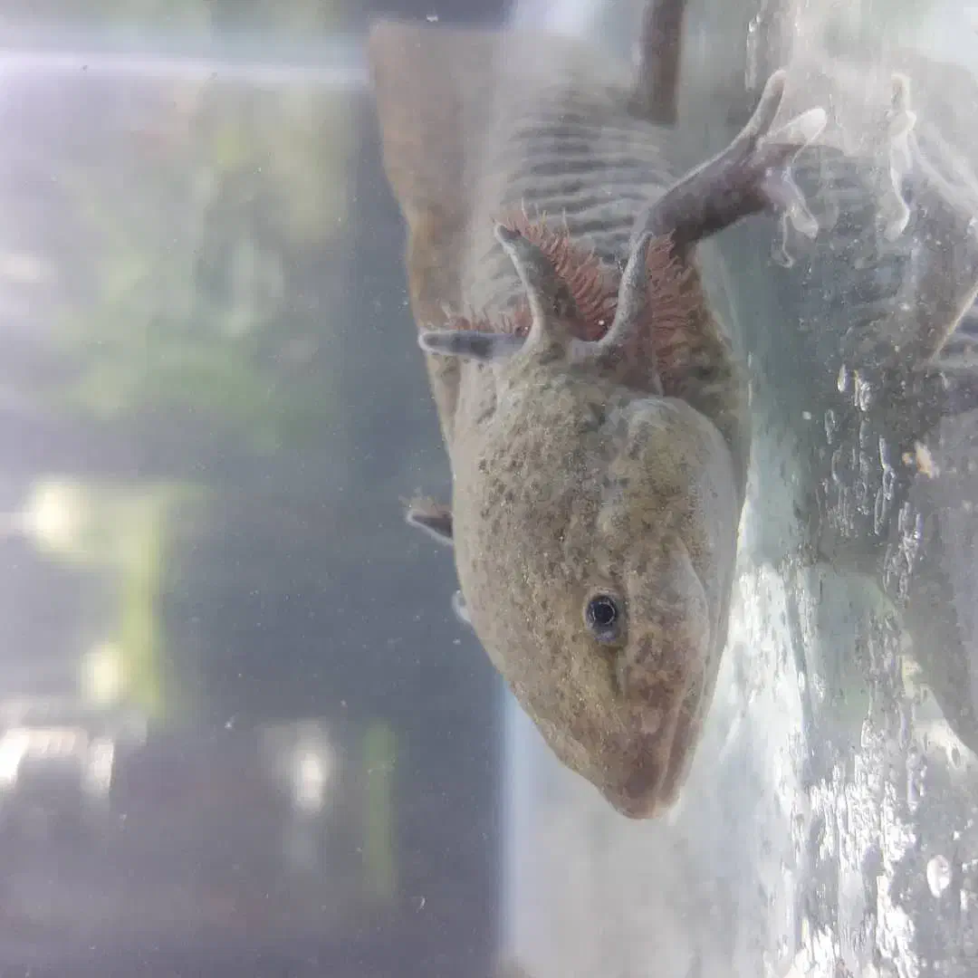 ماهی دست و پا دار|ماهی|تهران, تهرانپارس شرقی|دیوار