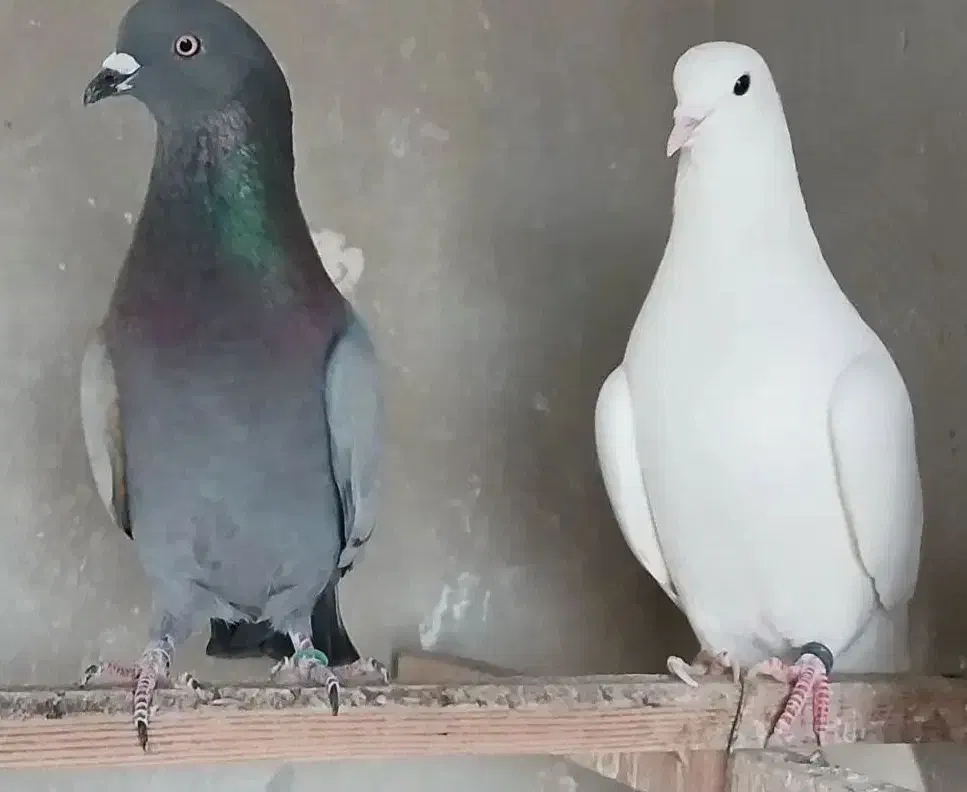 کبوتر  پرشی|پرنده|کهریزک, |دیوار