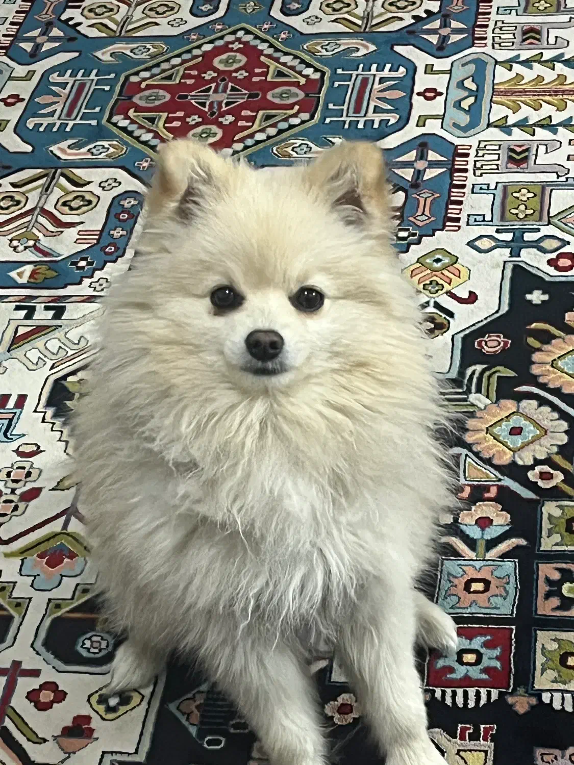 دزدیده شده|حیوانات|شیراز, شهرک بزین|دیوار