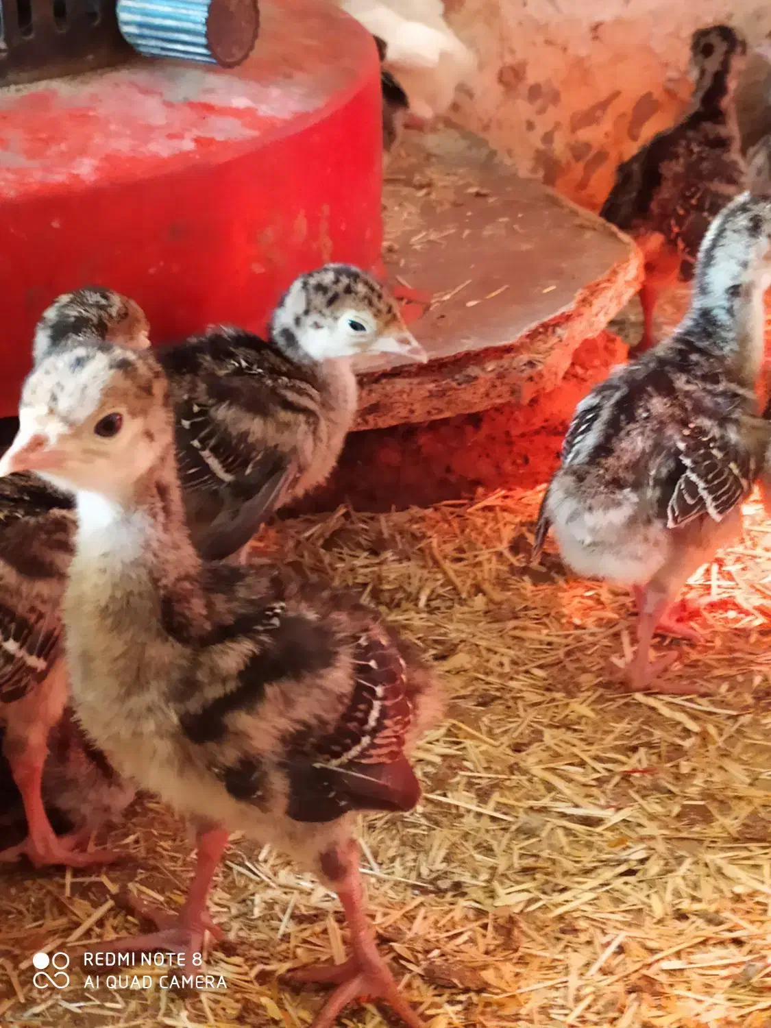 بوقلمون|حیوانات مزرعه|تربت‌حیدریه, ترمینال|دیوار