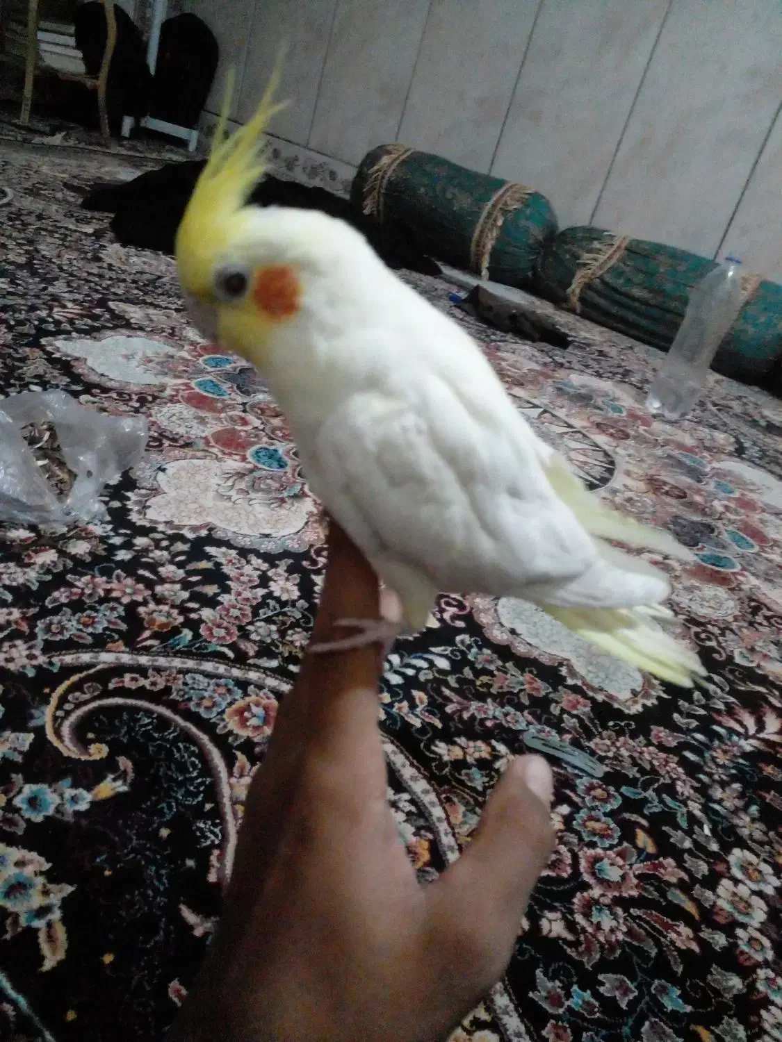 عروس دستی|پرنده|سراوان, |دیوار