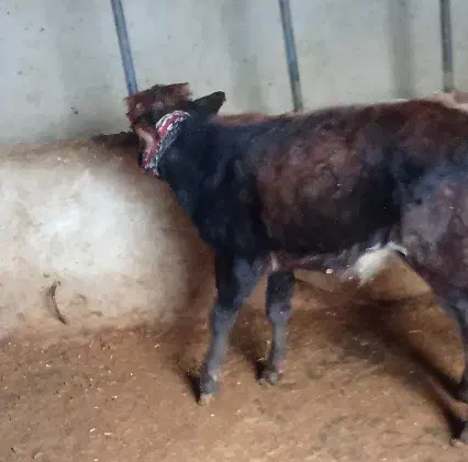 گوساله نر سوزنی|حیوانات مزرعه|بدره, |دیوار