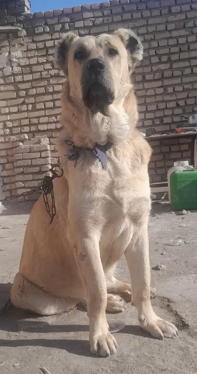 سگ سرابی|سگ|رباط‌کریم, نصیرشهر|دیوار