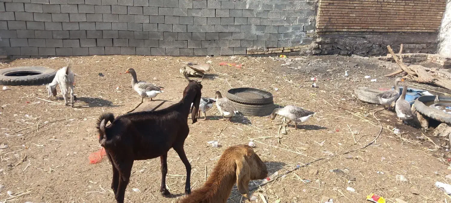 فروش۳عددبز،خرمشهر|حیوانات مزرعه|خرمشهر, |دیوار