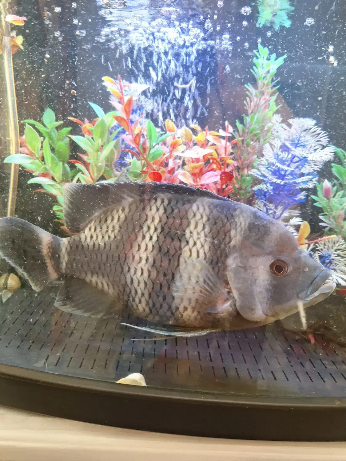 ماهی سیچیلاید28سانت|ماهی|فردیس, فردیس|دیوار