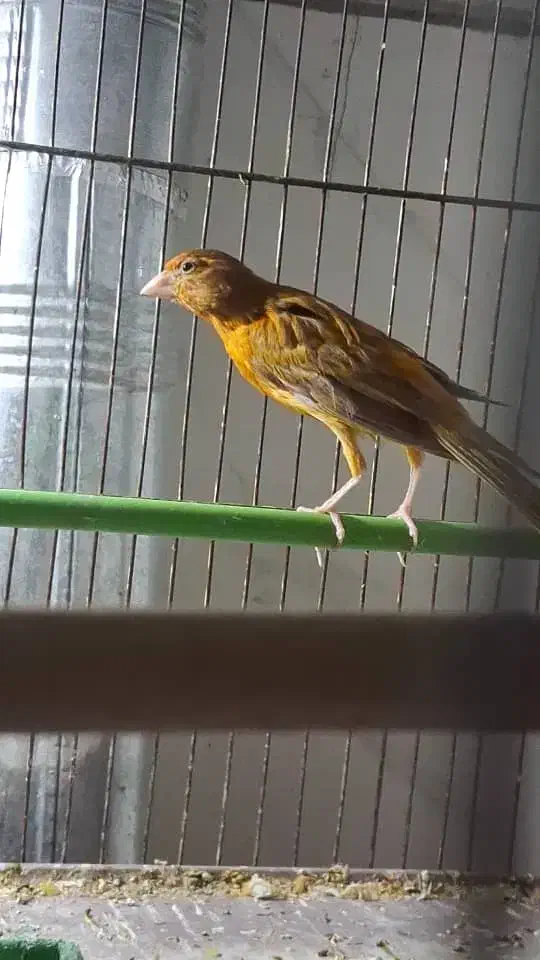 جوجه|پرنده|شهرکرد, |دیوار