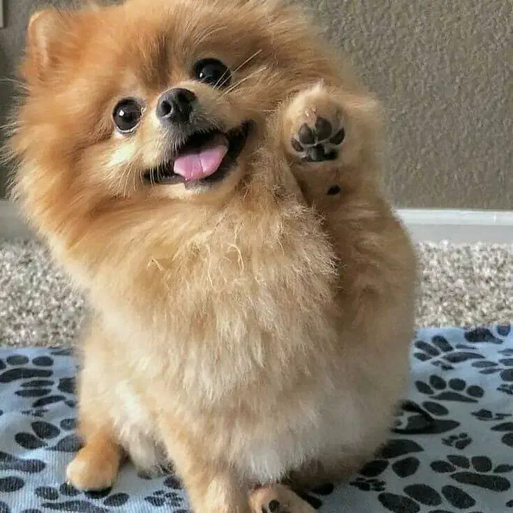 واگذاری سگ پامرانین|سگ|صدرا-فارس, فاز ۱|دیوار