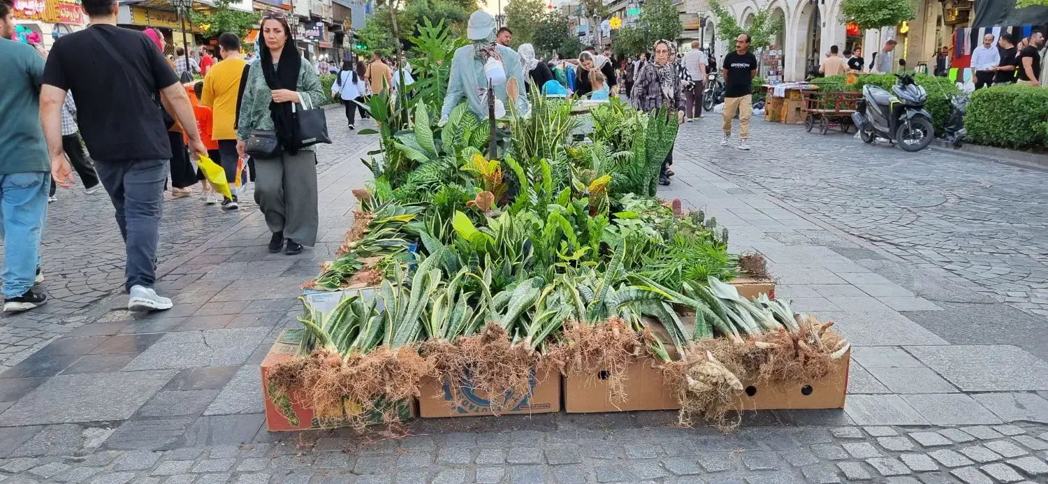 فروشنده گل و گیاه آپارتمانی|استخدام بازاریابی و فروش|رشت, چله خانه|دیوار