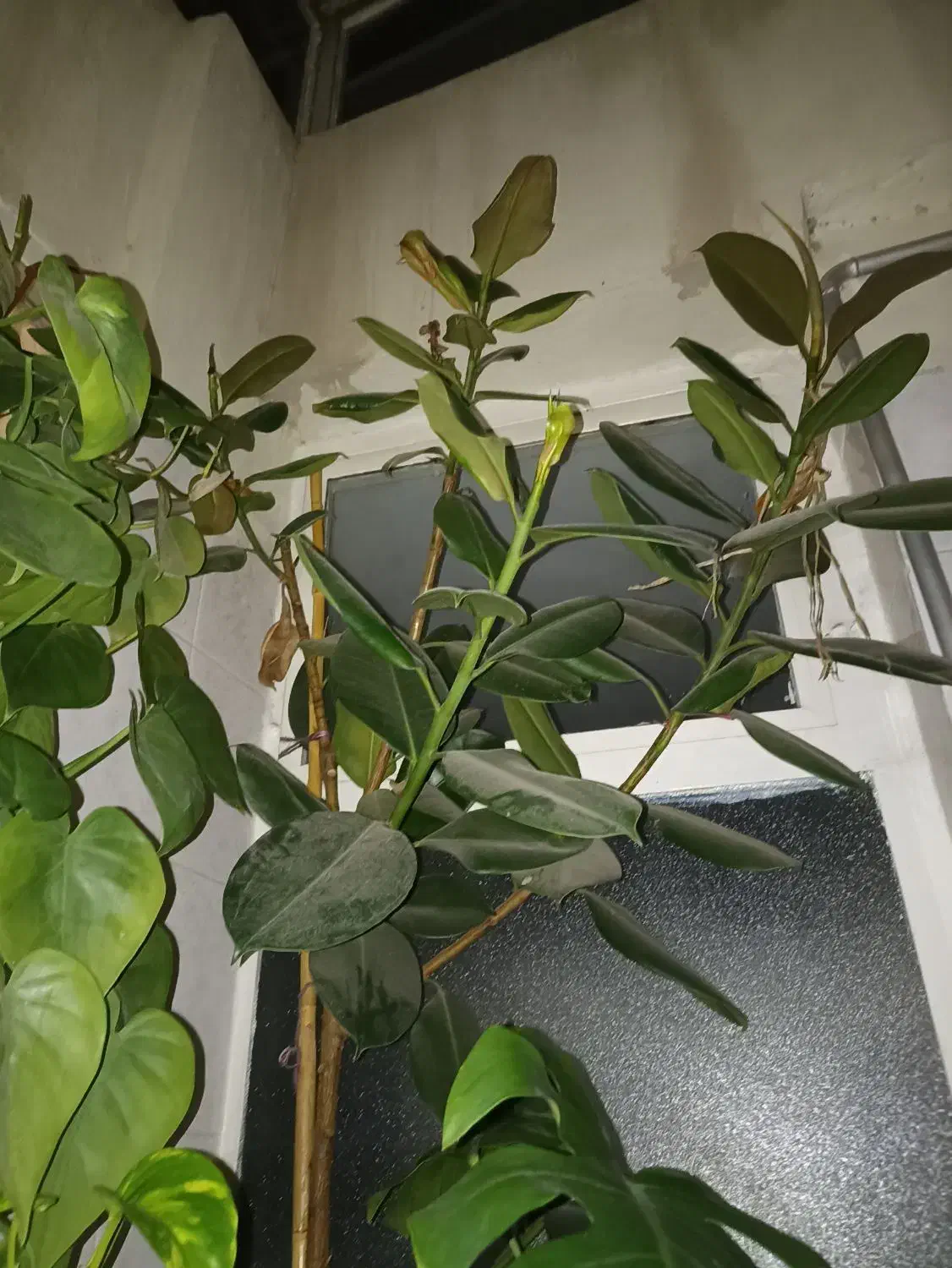 کلاس فیکوس|گل و گیاه طبیعی|بومهن, |دیوار