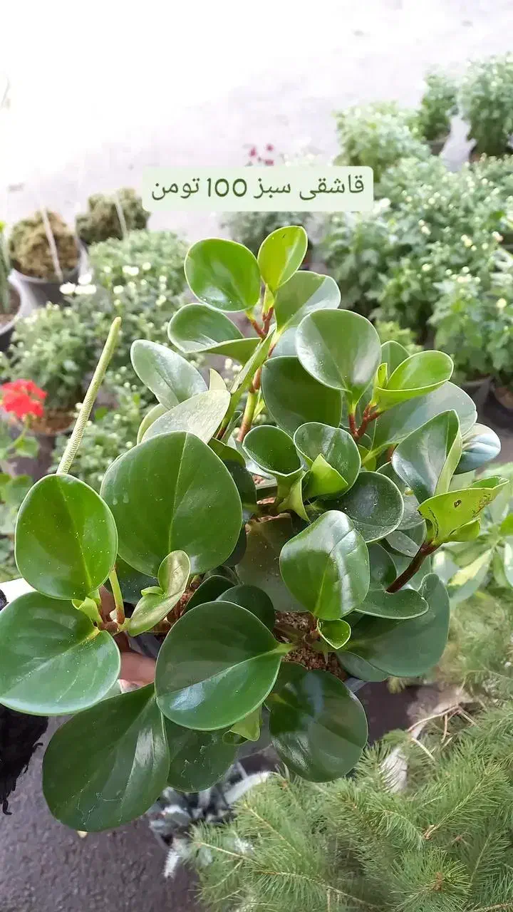 گیاه قاشقی|گل و گیاه طبیعی|مراغه, |دیوار