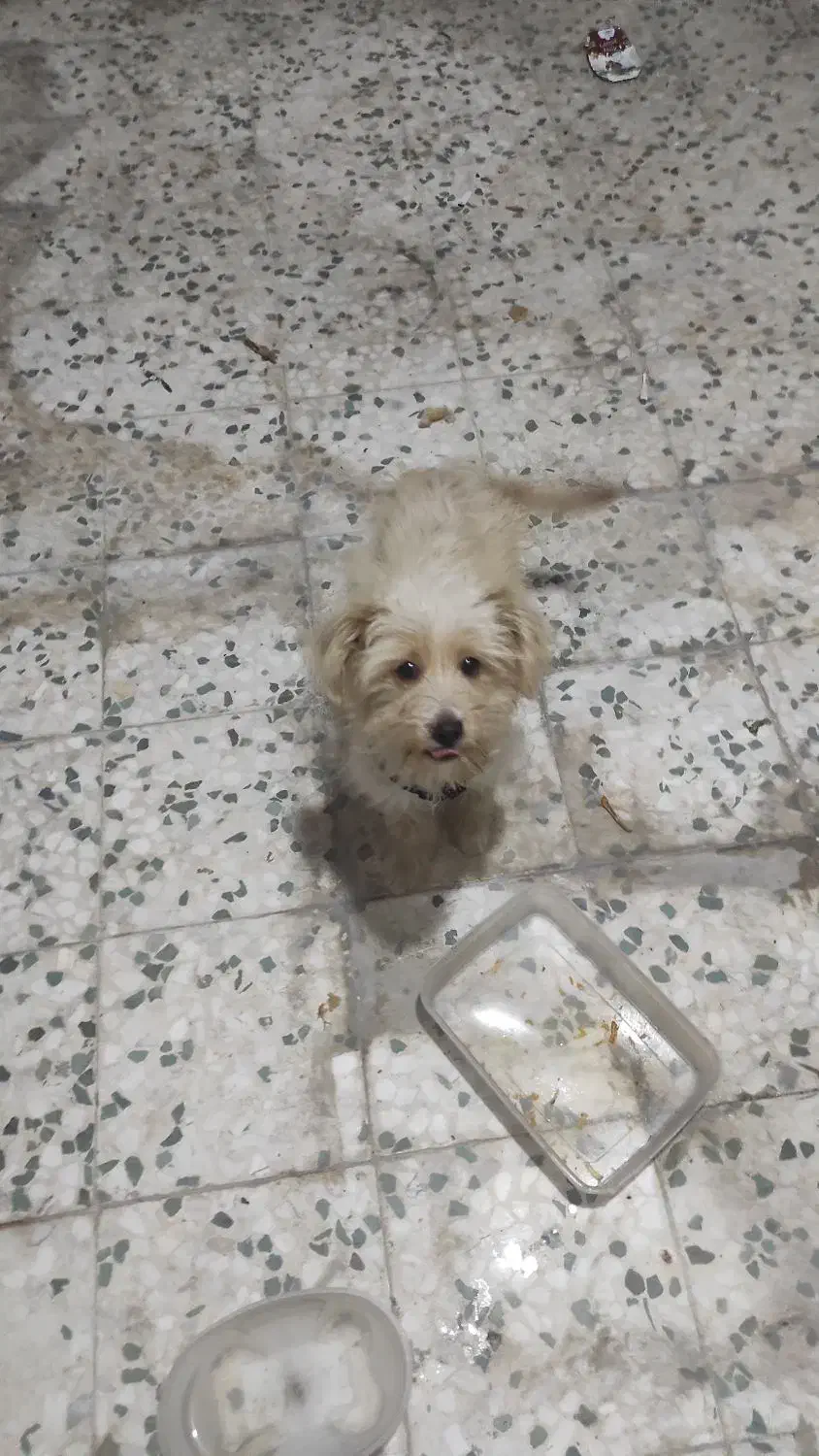 توله سگ شیتزو ۴ ماهه نر|سگ|خرم‌آباد, |دیوار