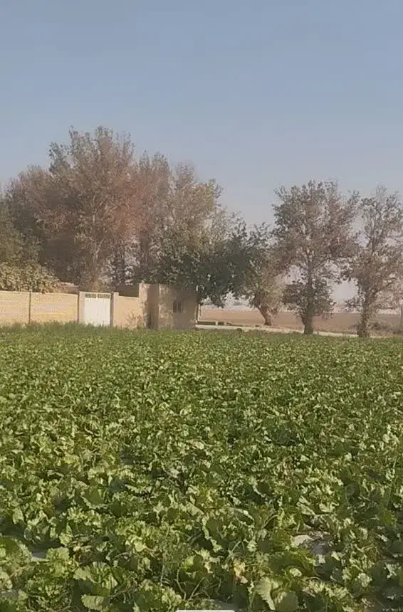 ۷۰۰۰ متر کاهو سالادی|گل و گیاه طبیعی|جوادآباد, |دیوار