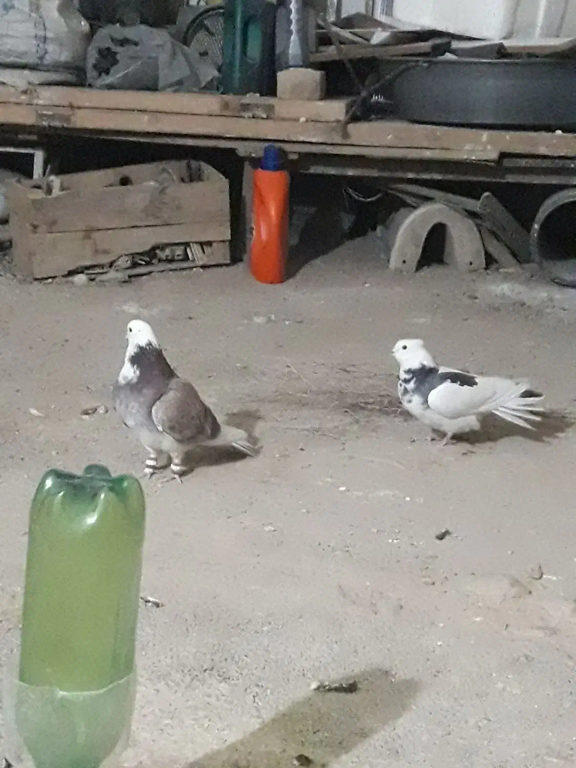 کبوتر نروماده|پرنده|سرپل ذهاب, |دیوار