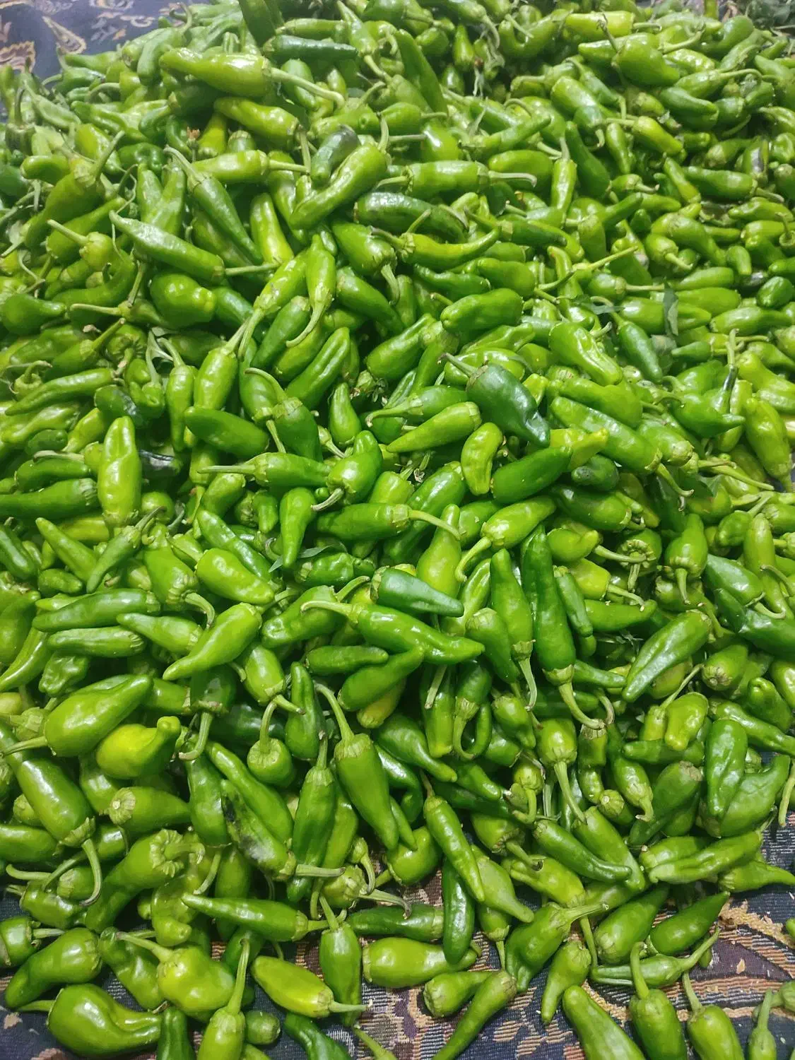 فلفل وخیارشورورشته همدان|خوردنی و آشامیدنی|قم, شهرک فاطمیه|دیوار