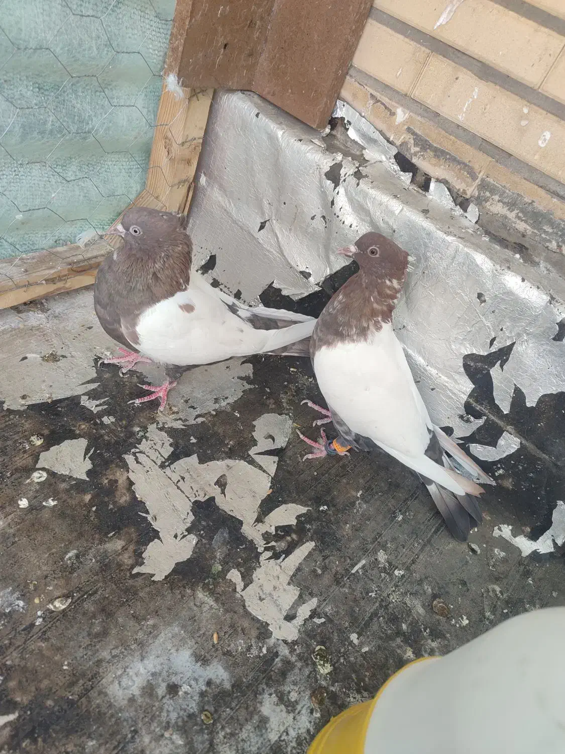 سینه سرخ|پرنده|فولادشهر, B8|دیوار