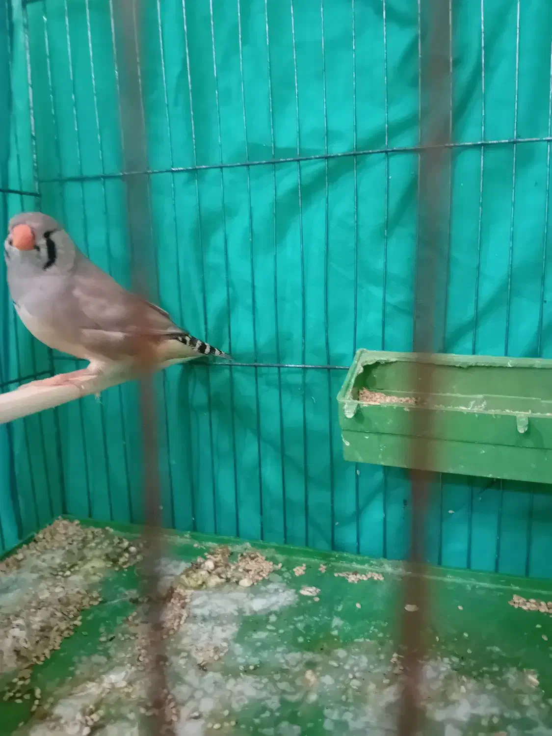 فنج انگلیسی ماده|پرنده|بندرعباس, |دیوار