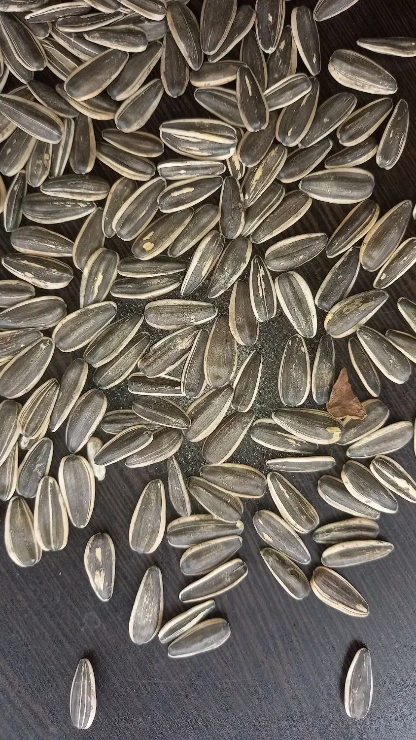 خرید و فروش تخمه افتاب و کدو|خوردنی و آشامیدنی|محمدبار, |دیوار