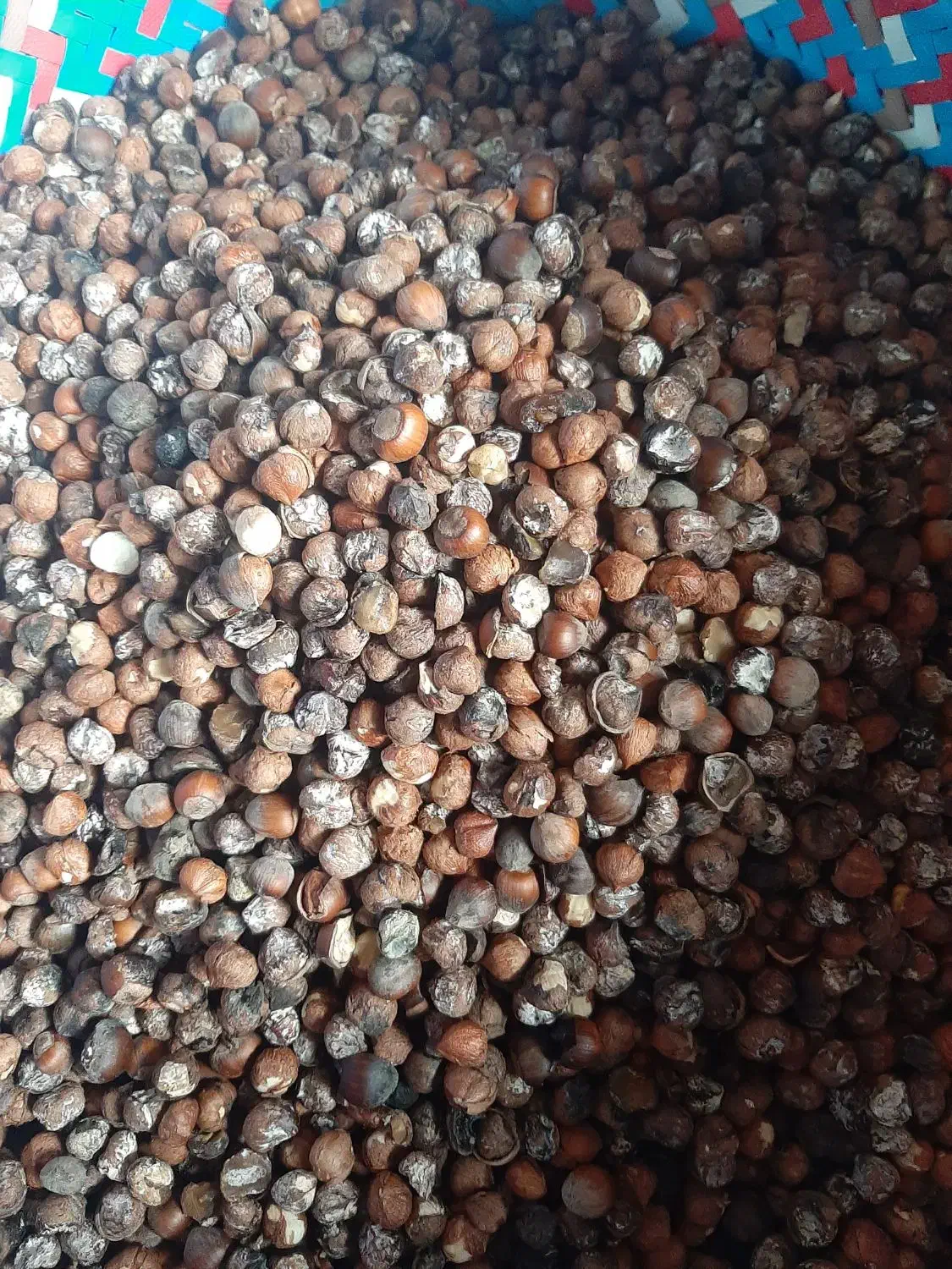 مغز گیری فندق سیاه|خوردنی و آشامیدنی|رحیمآباد, |دیوار