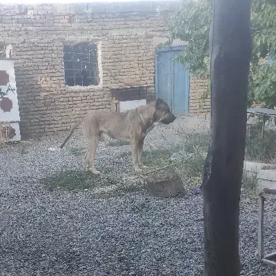 سگ سرابی ۲ ساله|سگ|محمدشهر, محمدشهر|دیوار