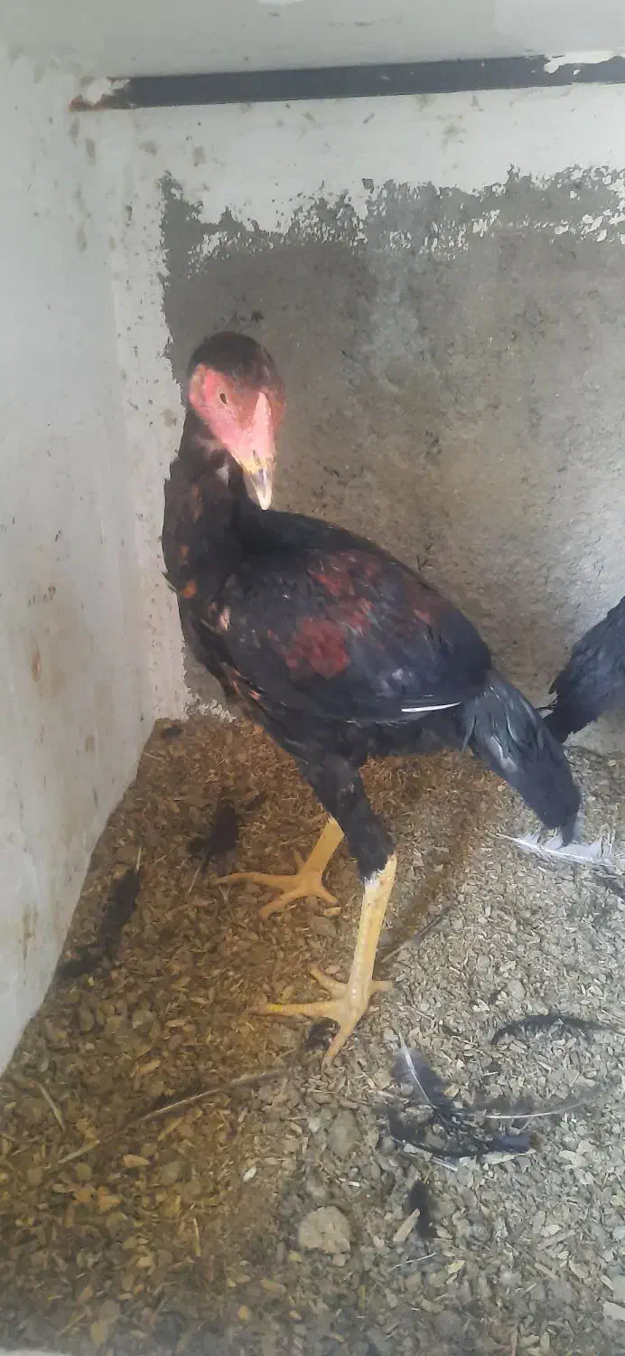 جوجه لاری|حیوانات مزرعه|پاکدشت, پاکدشت (مامازند)|دیوار