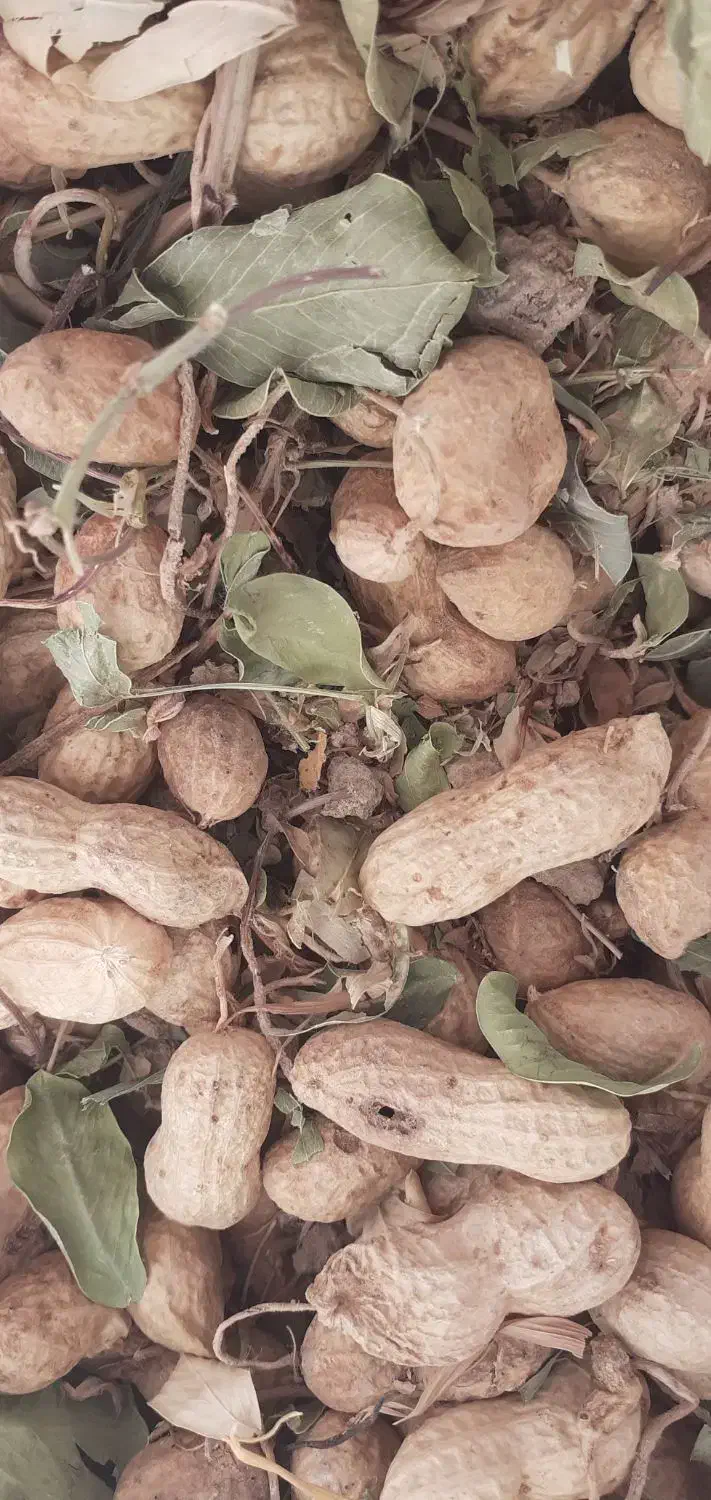 بادام زمینی خوراک دام و انسان|حراج|سرپل ذهاب, |دیوار