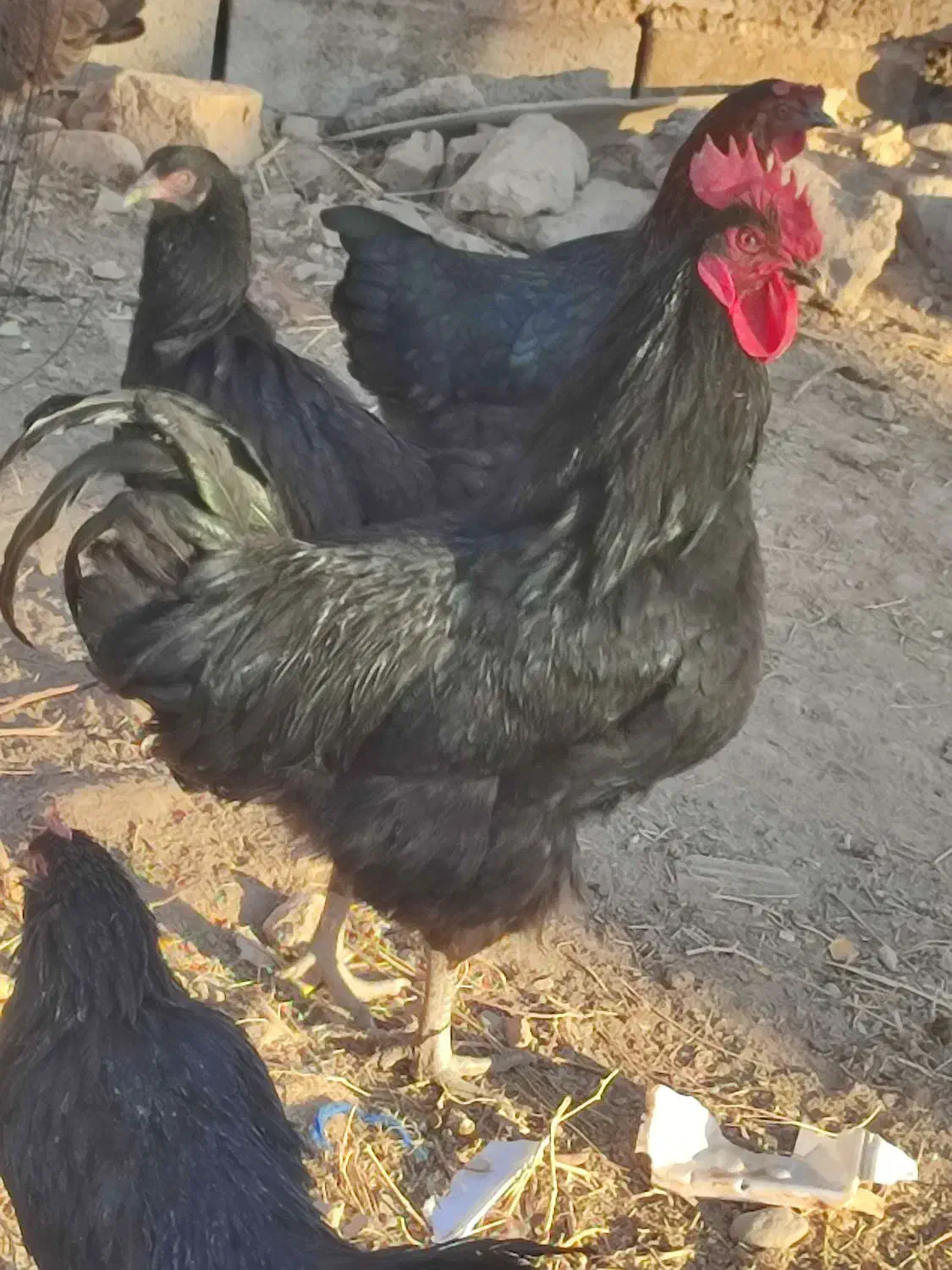 خروس تمام مشکی برای کشتن|حیوانات مزرعه|فیروزه, |دیوار